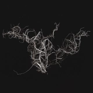 🥷🏻 Still brutal, still alive. #natureisbrutal #naturealwayswins #scanning #scanography