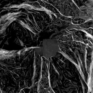 ⚫️ Long time no scanner process. Less nature more humanity. Unfortunately. #natureisbrutal #plasticbag #scanning #photography