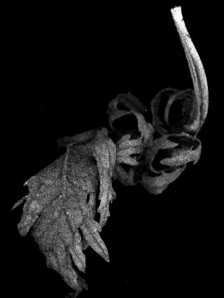 👁️ 2025 #natureisbrutal #scanography #naturealwayswin